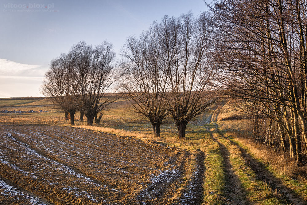 Fot. Witold Ochał, Zagorzyce, wierzby