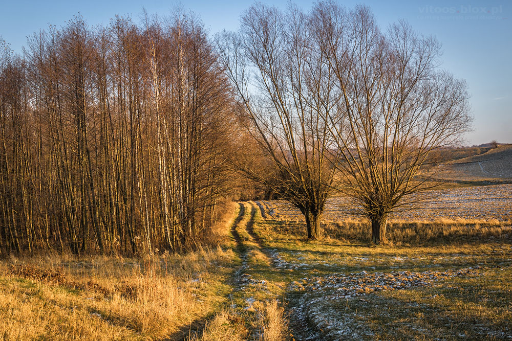 Fot. Witold Ochał, Zagorzyce, wierzby