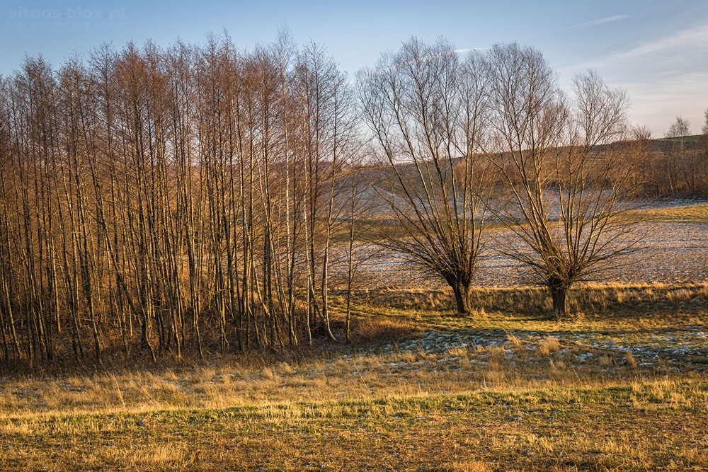 Fot. Witold Ochał, Zagorzyce, wierzby