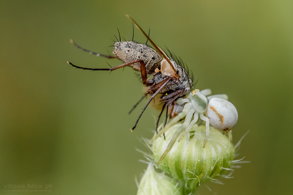 Fot. Witold Ochał, kwietnik i mucha