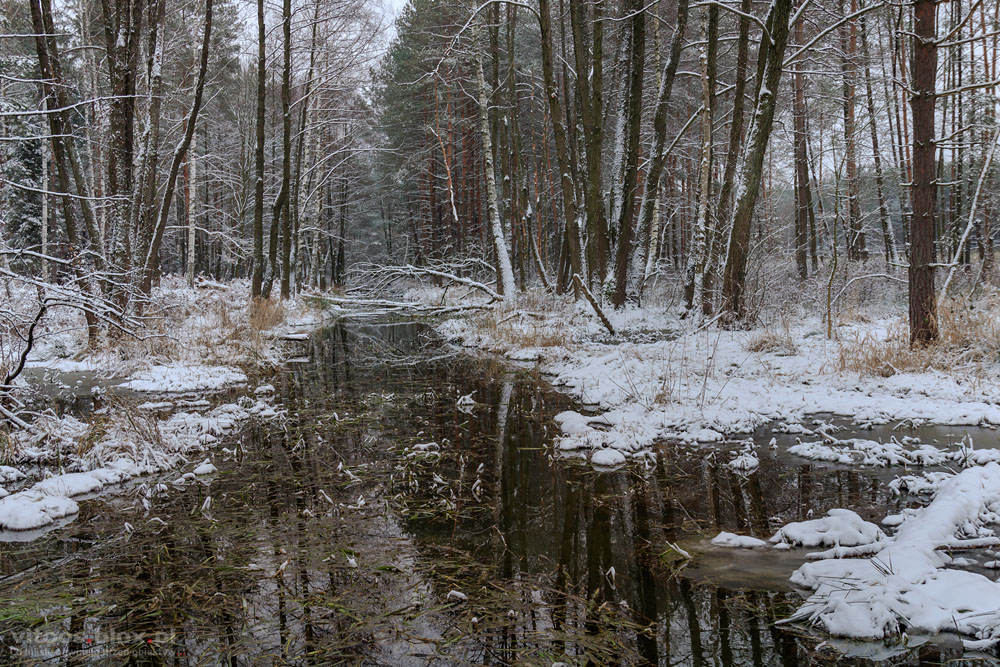 Fot. Witold Ochał, Tuszymka w Czarnej Sędziszowskiej