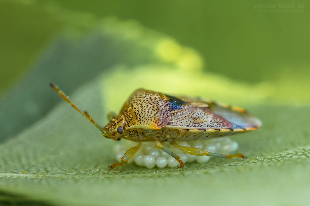 Fot. Witold Ochał, knieżyca szara