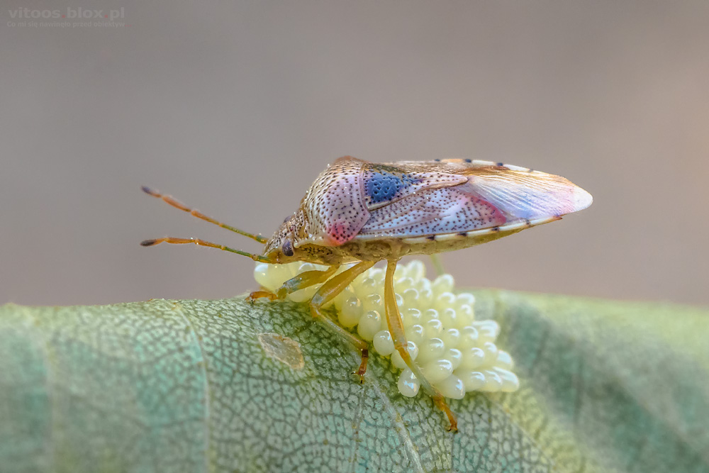 Fot. Witold Ochał, knieżyca szara