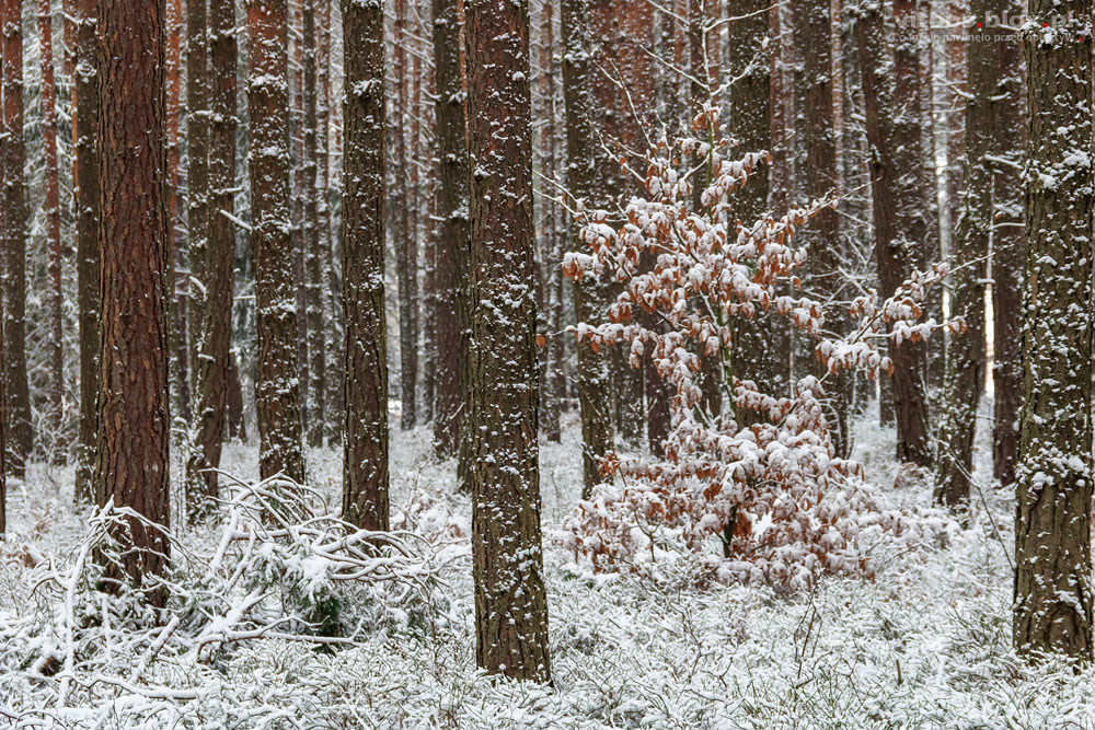 Fot. Witold Ochał, spacer po puchu