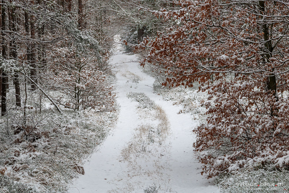 Fot. Witold Ochał, las w Czarnej Sędziszowskiej