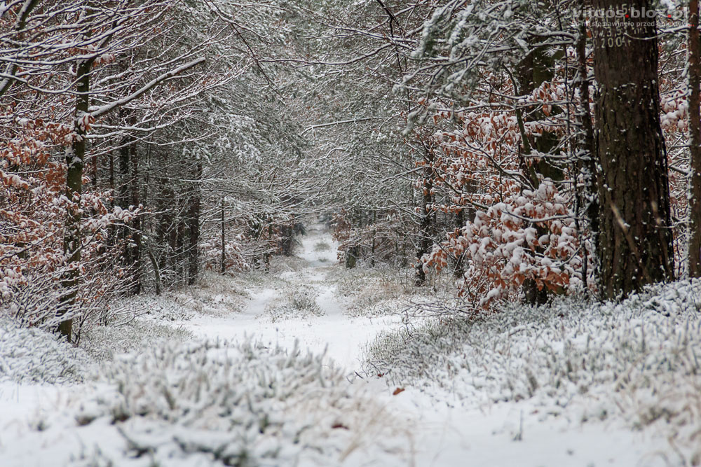 Fot. Witold Ochał, las w Czarnej Sędziszowskiej