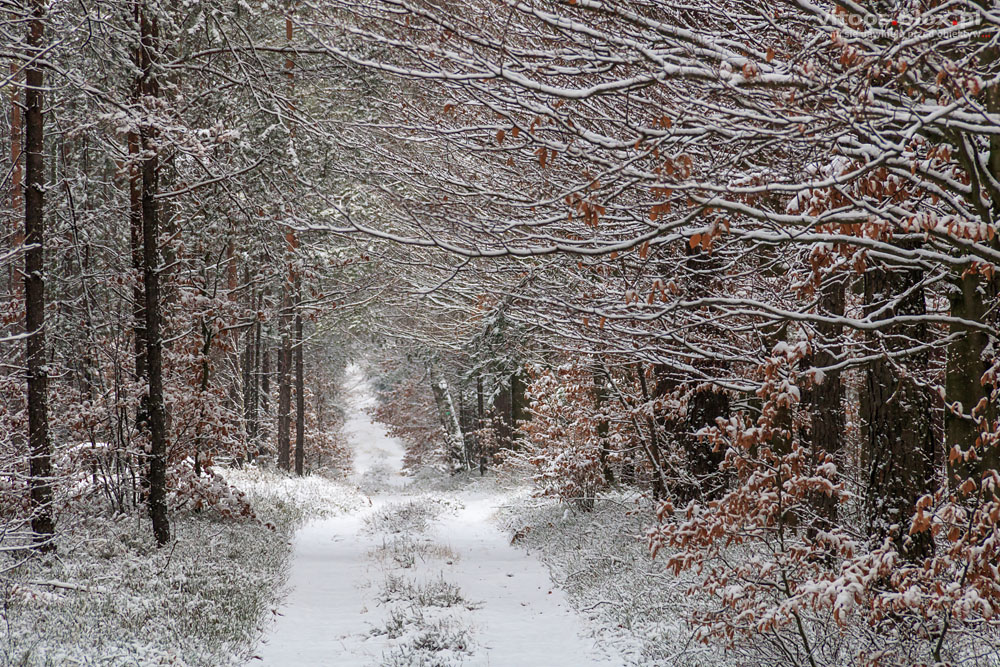 Fot. Witold Ochał, las w Czarnej Sędziszowskiej