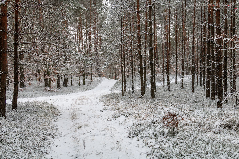 Fot. Witold Ochał, las w Czarnej Sędziszowskiej