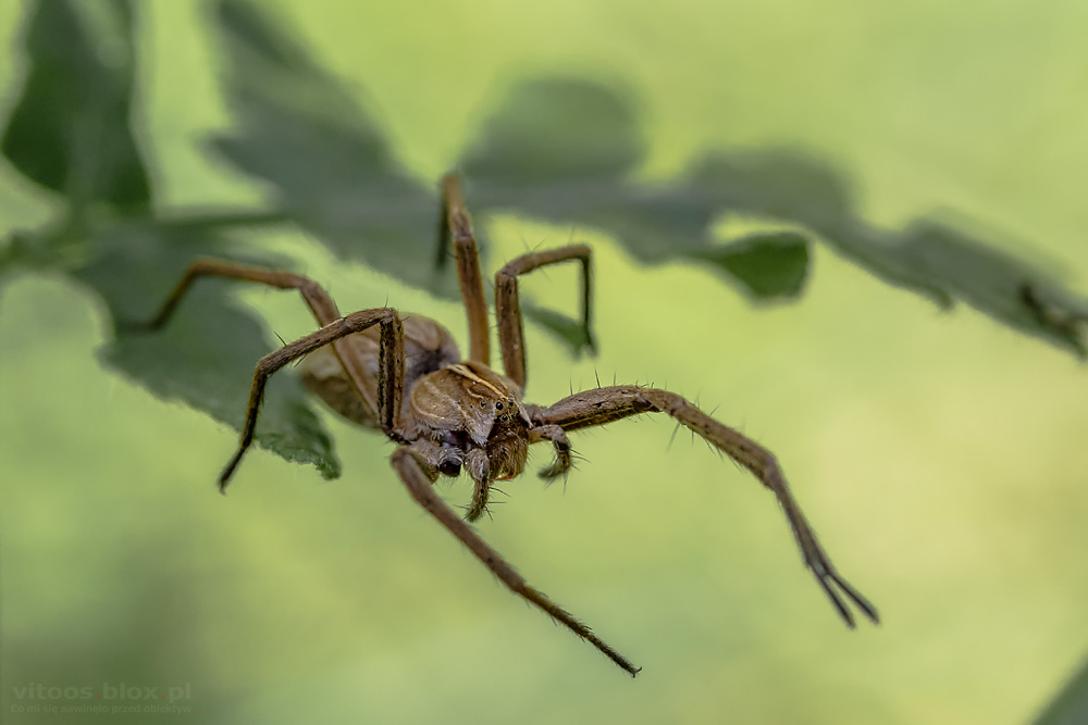 Fot. Witold Ochał, darownik przedziwny