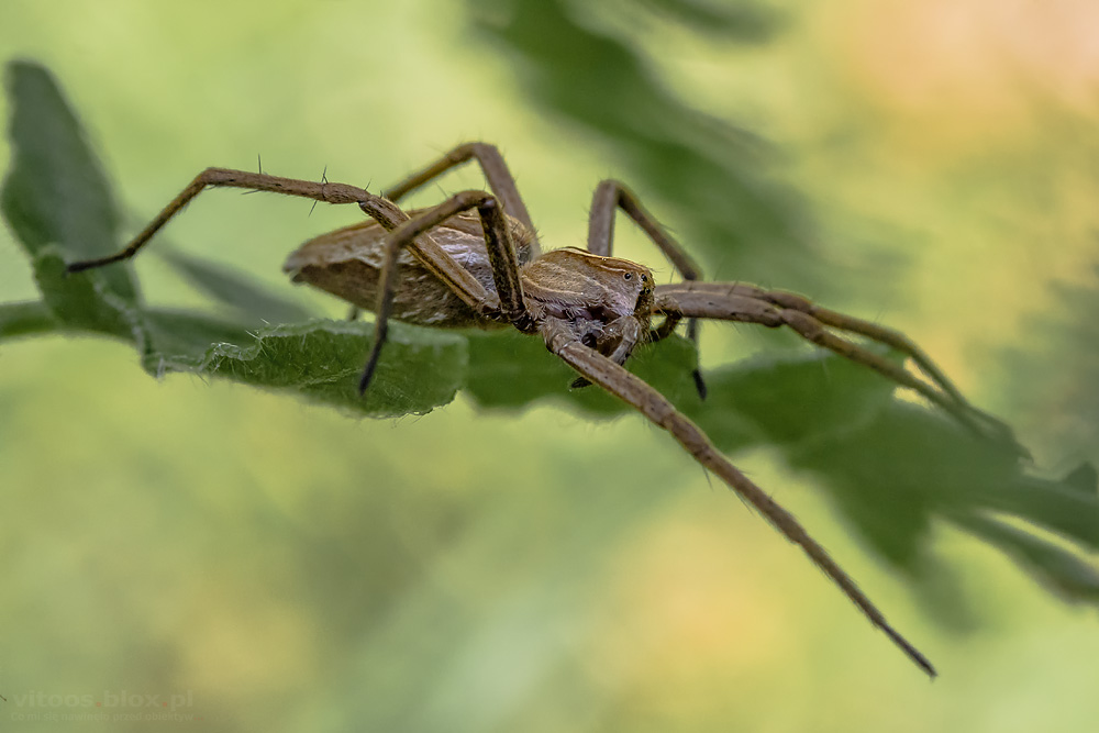 Fot. Witold Ochał, darownik przedziwny