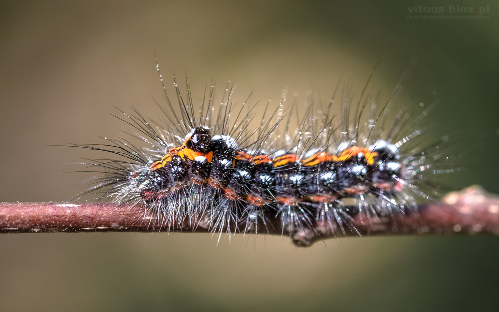 Fot. Witold Ochał, kuprówka złotnica