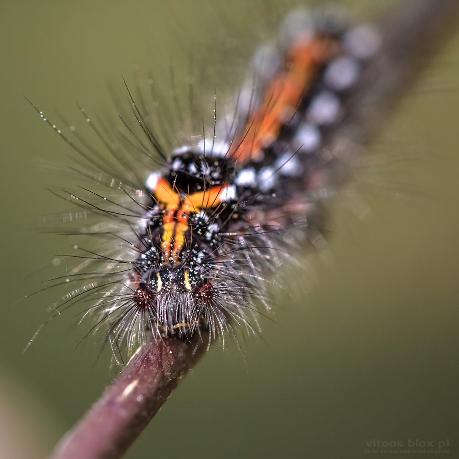 Fot. Witold Ochał, kuprówka złotnica