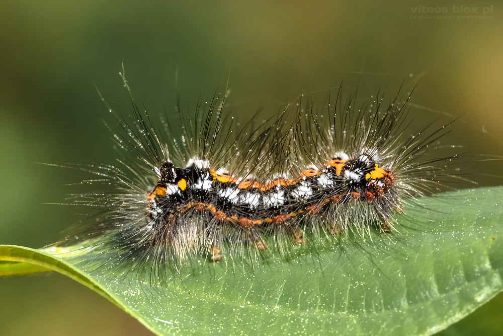 Fot. Witold Ochał, kuprówka złotnica