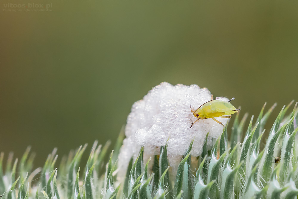 Fot. Witold Ochał, makrofotografia