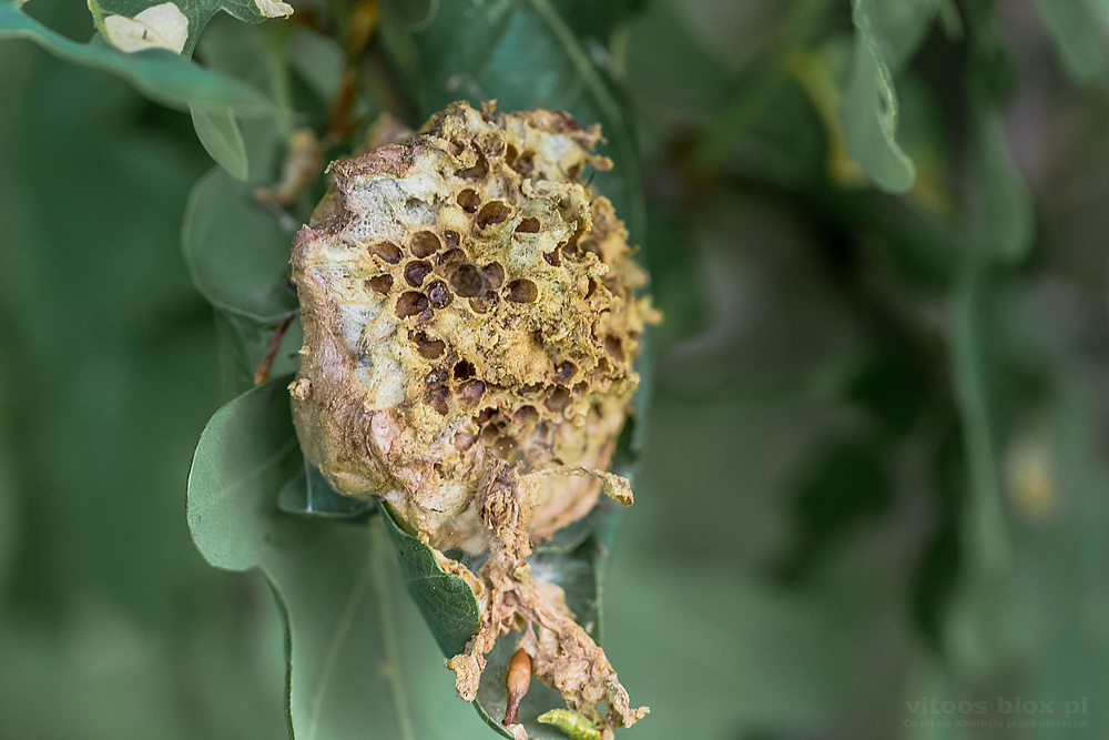 Fot. Witold Ochał, makrofotografia