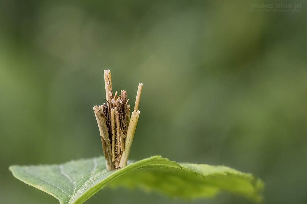 Fot. Witold Ochał, makrofotografia