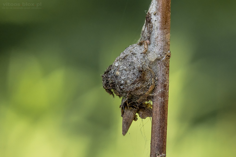 Fot. Witold Ochał, makrofotografia