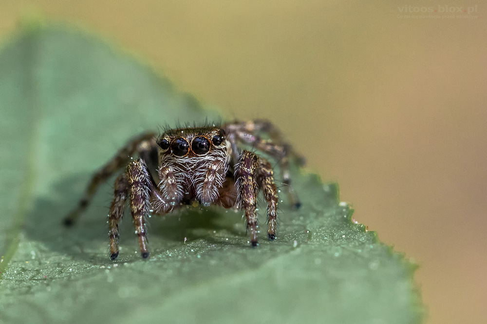 Fot.Witold Ochał, skakun, pajęczak