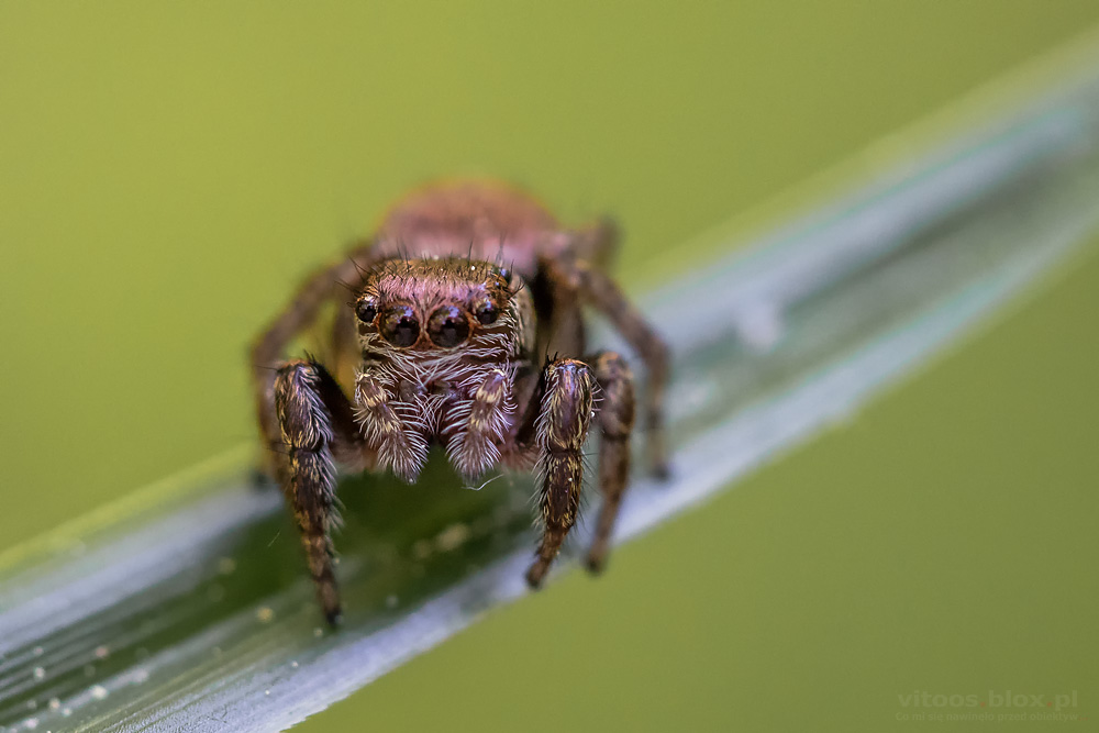 Fot.Witold Ochał, skakun, pajęczak