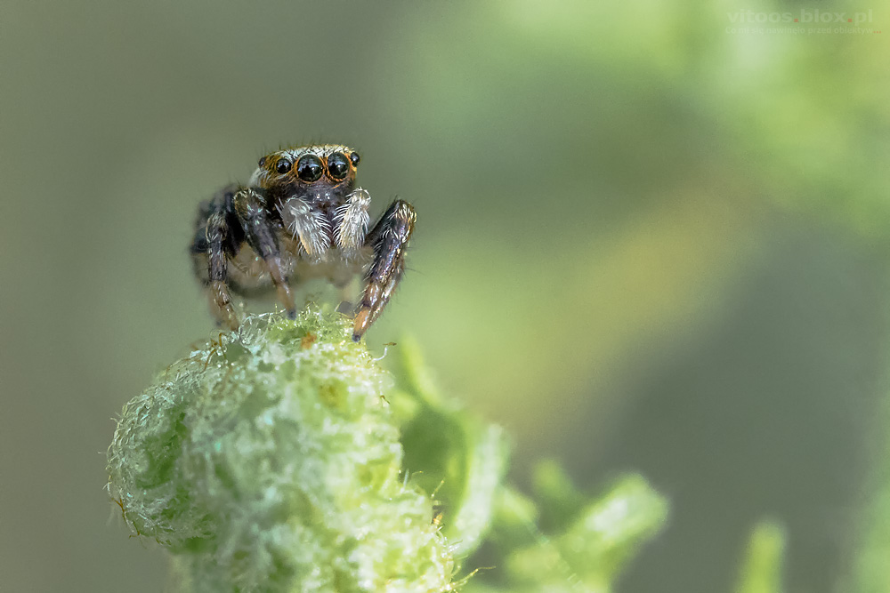 Fot.Witold Ochał, skakun, pajęczak