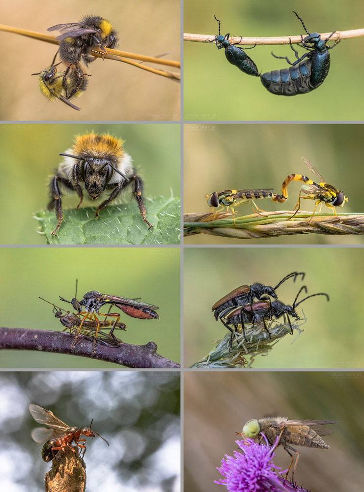 Fot. Witold Ochał, owady, makrofotografia