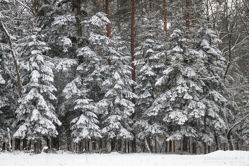Fot. Witold Ochał, las zimą