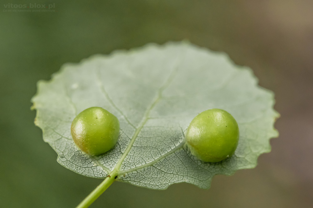 Fot. Witold Ochał, galasy, makrofotografia