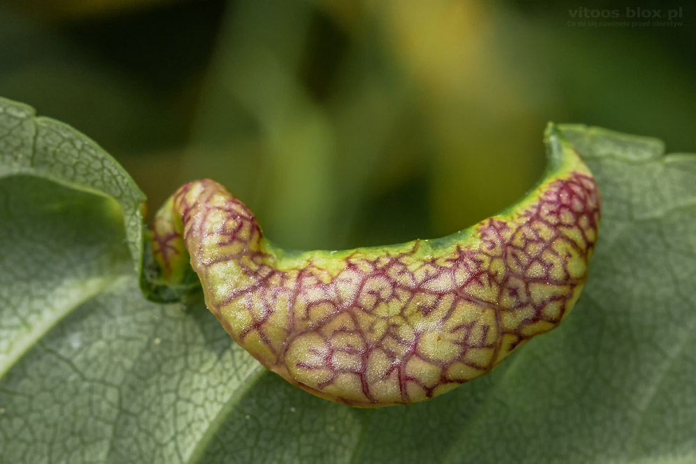 Fot. Witold Ochał, galasy, makrofotografia