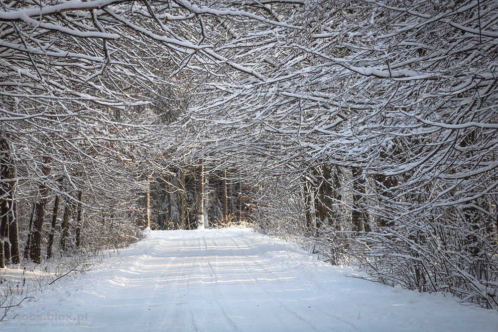Fot. Witold Ochał, zima w lesie