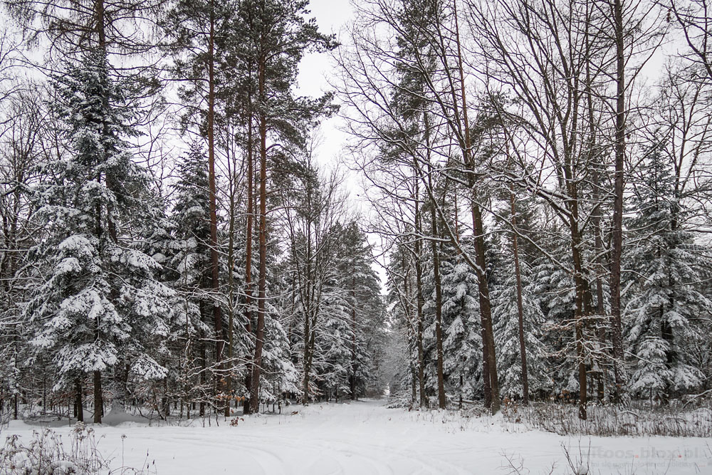 Fot. Witold Ochał, zima