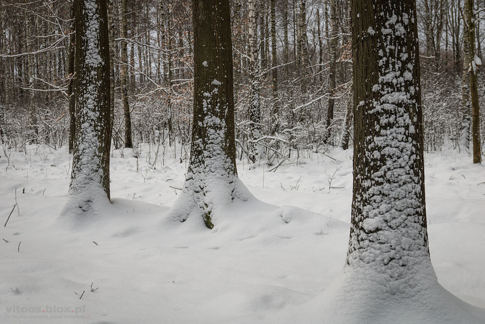 Fot. Witold Ochał, zima
