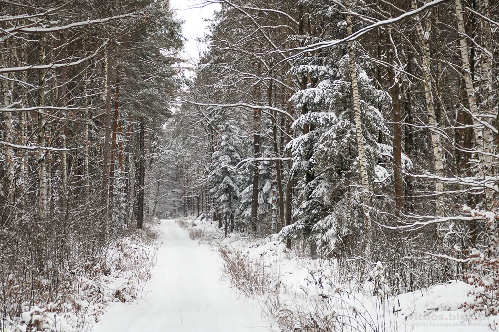 Fot. Witold Ochał, zima