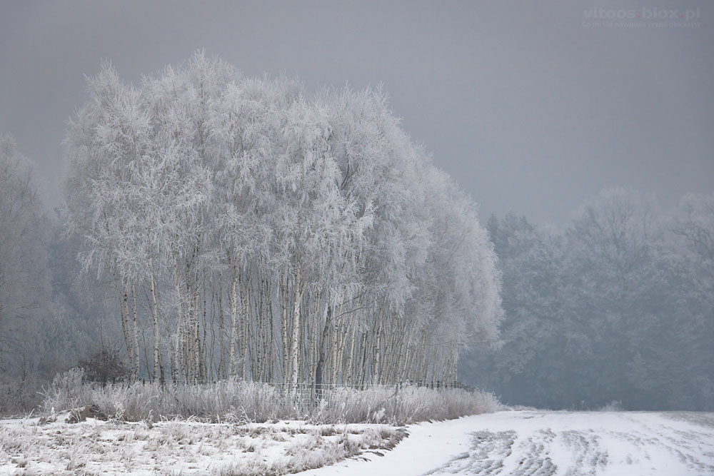 Fot. Witold Ochał, szadź