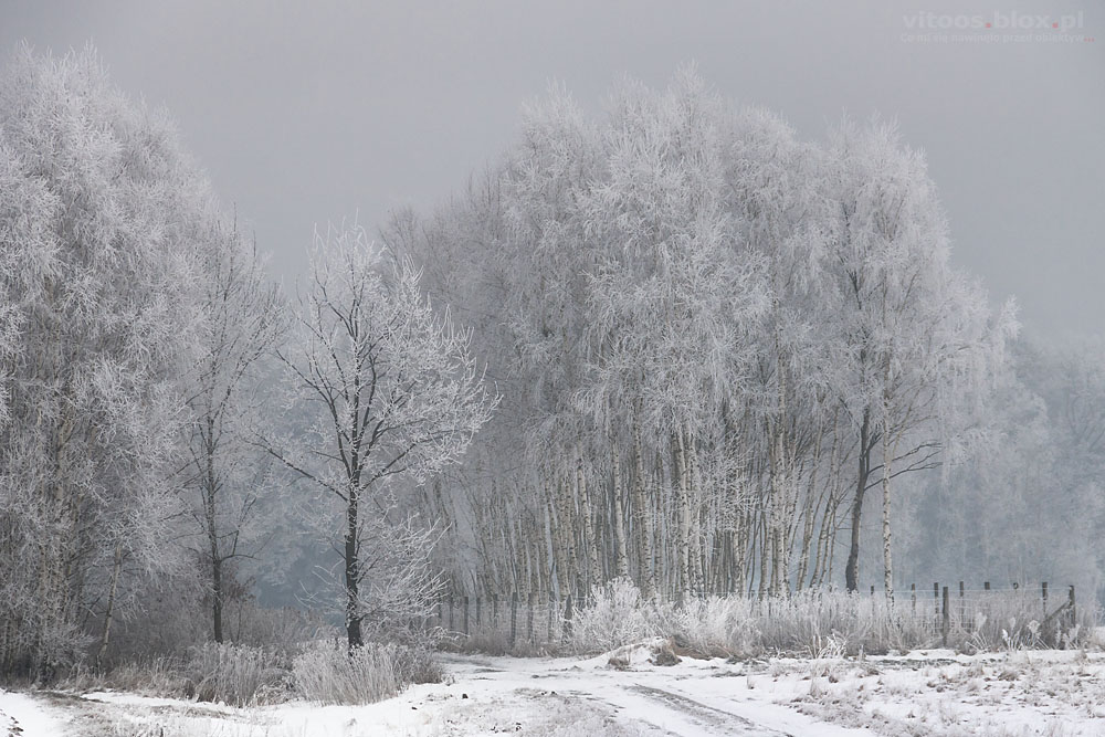 Fot. Witold Ochał, szadź