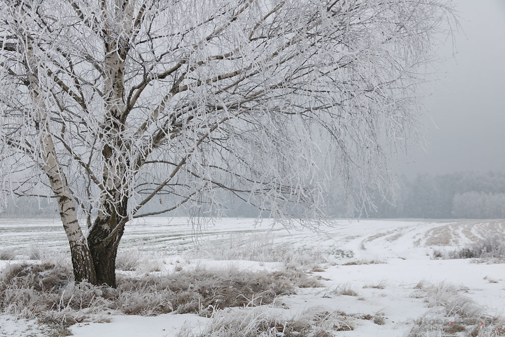 Fot. Witold Ochał, szadź