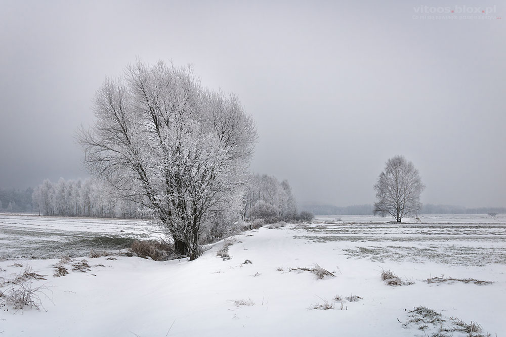 Fot. Witold Ochał, szadź
