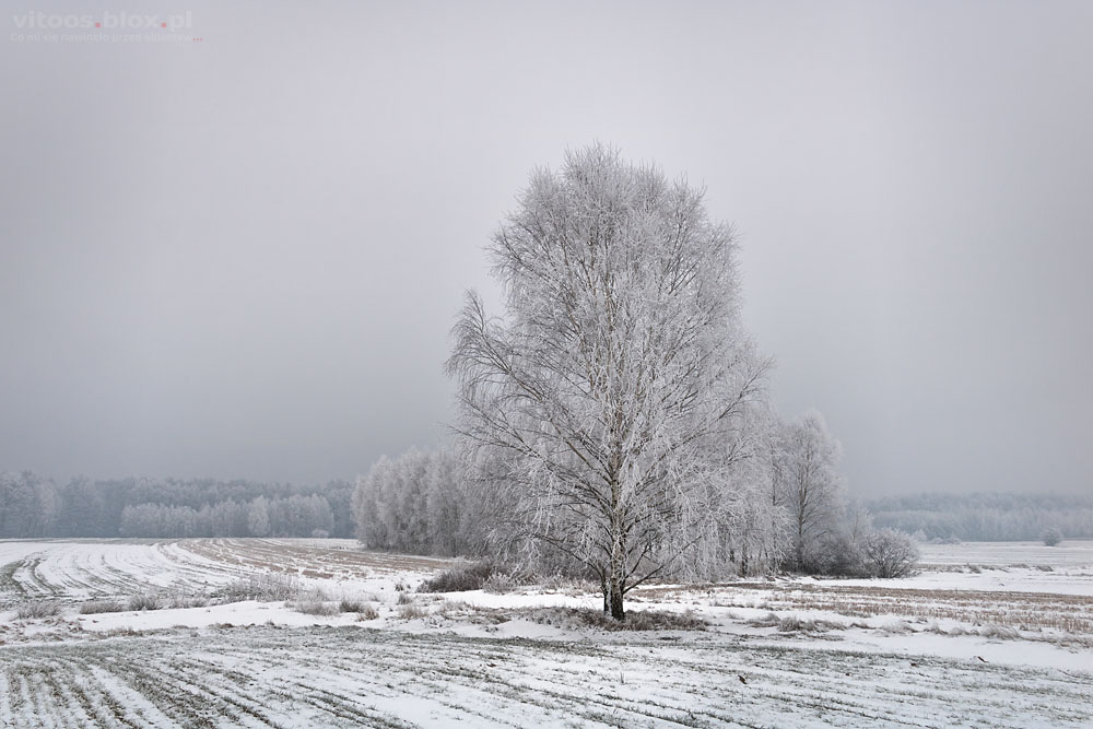 Fot. Witold Ochał, szadź