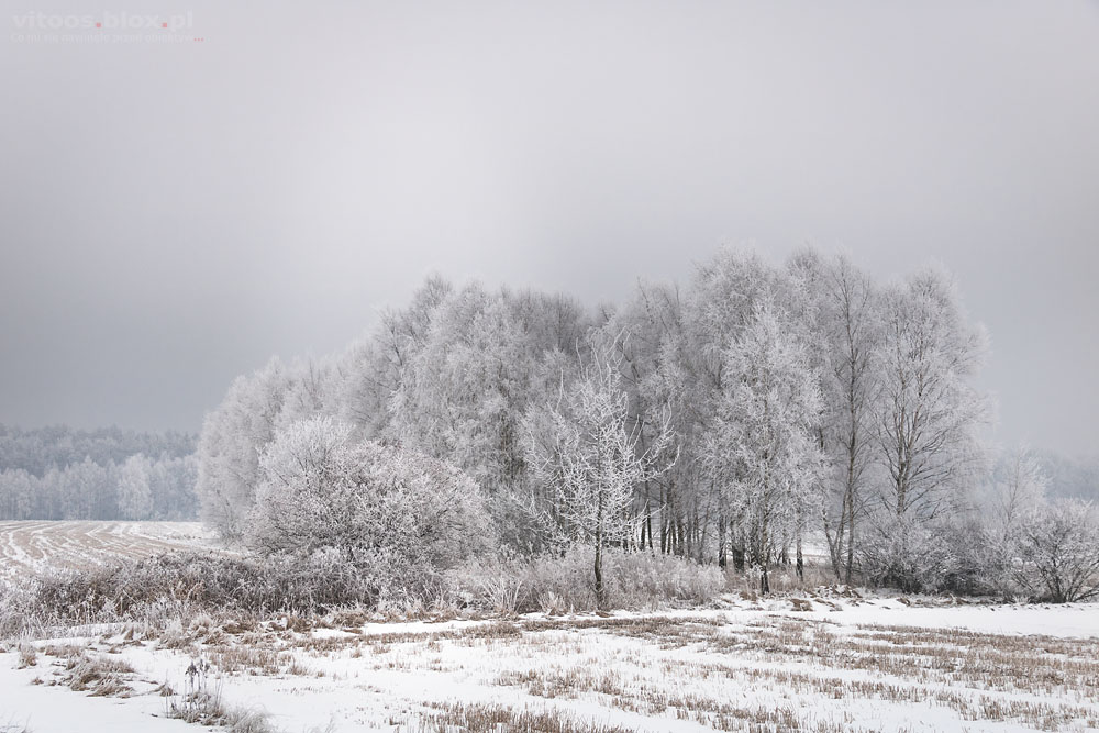 Fot. Witold Ochał, zima śnieg mróz