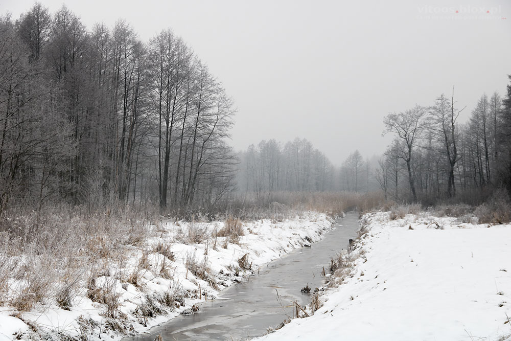 Fot. Witold Ochał, zima śnieg mróz