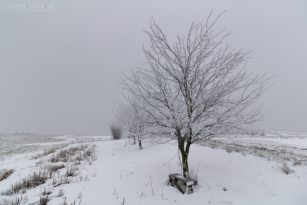 Fot. Witold Ochał, zima śnieg mróz