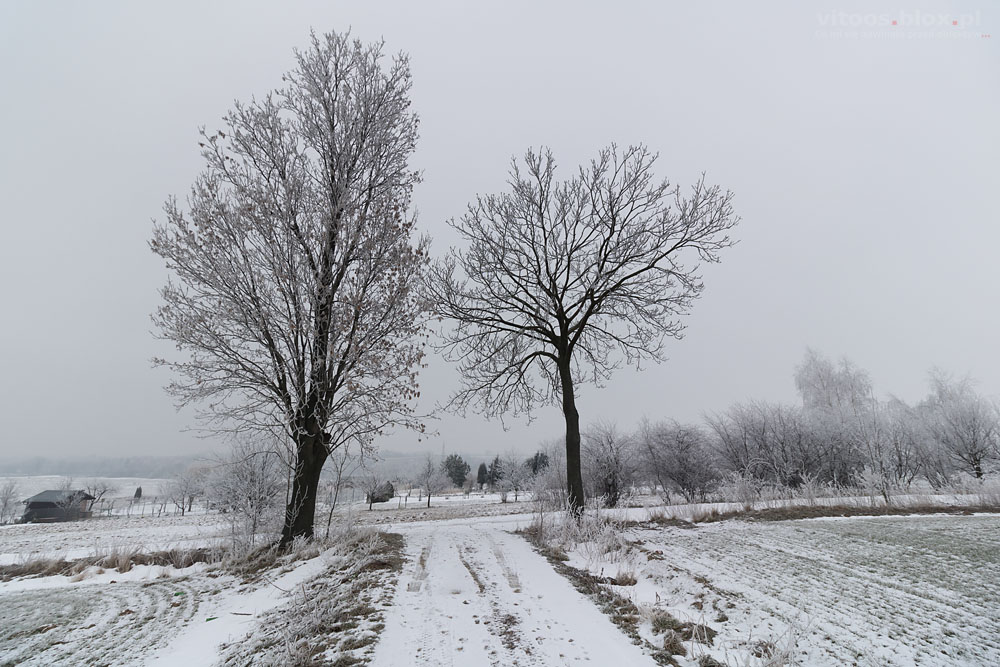 Fot. Witold Ochał, zima śnieg mróz