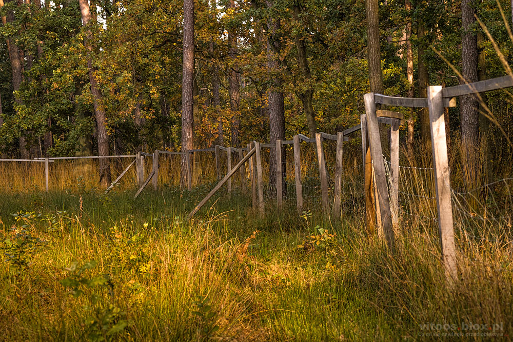 Fot. Witold Ochał, Czarna Sędziszowska, las