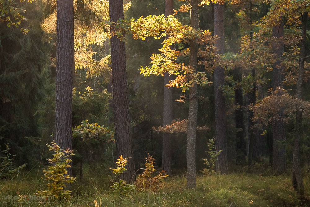 Fot. Witold Ochał, Czarna Sędziszowska, las