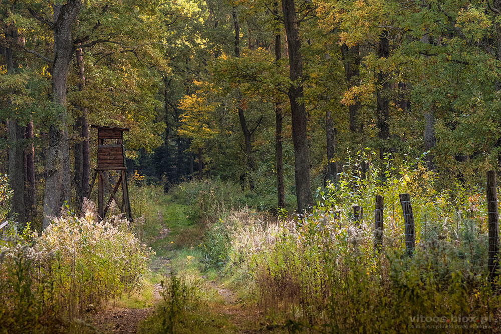 Fot. Witold Ochał, Czarna Sędziszowska, las