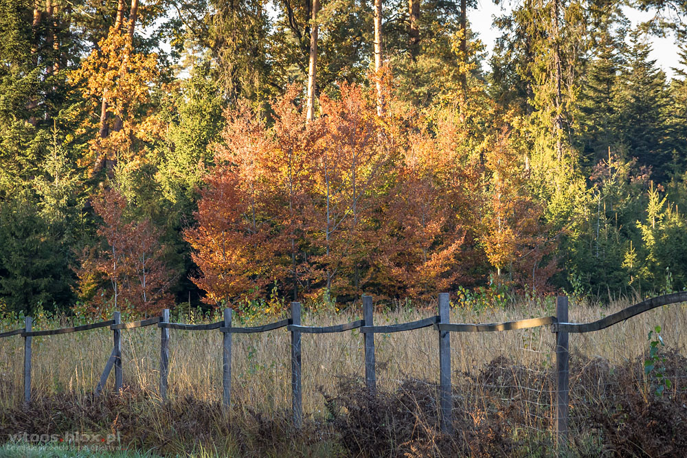 Fot. Witold Ochał, Czarna Sędziszowska, las