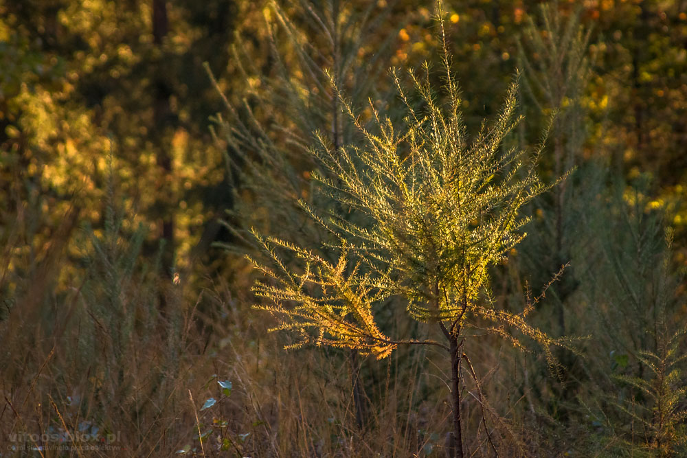 Fot. Witold Ochał, Czarna Sędziszowska, las