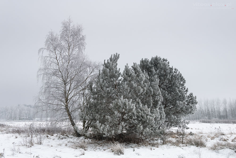 Fot. Witold Ochał, szadź