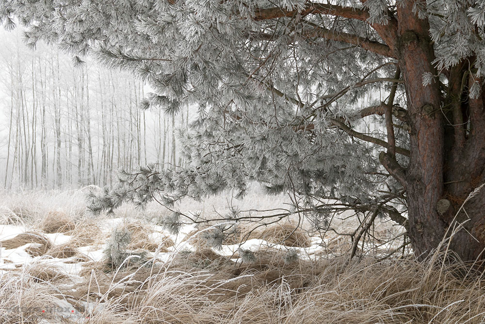 Fot. Witold Ochał, szadź