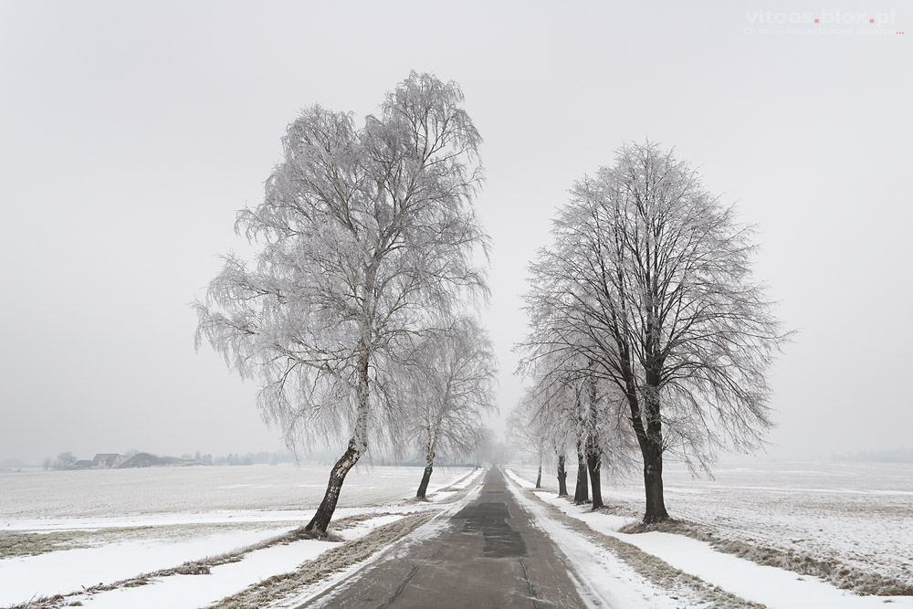 Fot. Witold Ochał, szadź