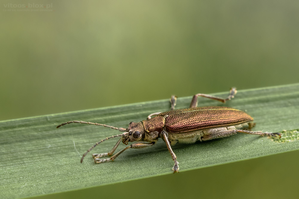 Fot. Witold Ochał, Rzęsielnica (Donacia brevicornis).